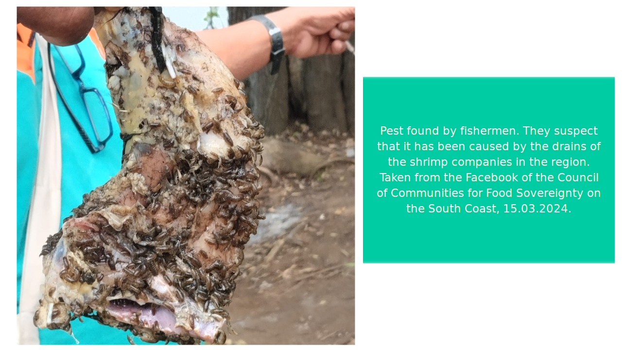 Pests found by fishermen